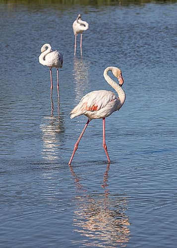 Provence-Alpes-Cote dAzur-France Flamingos at the Ornithological Park of Pont de Gau Animals Print